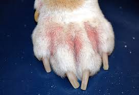 allergiás kutya láb