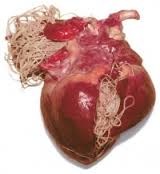 szívféreg