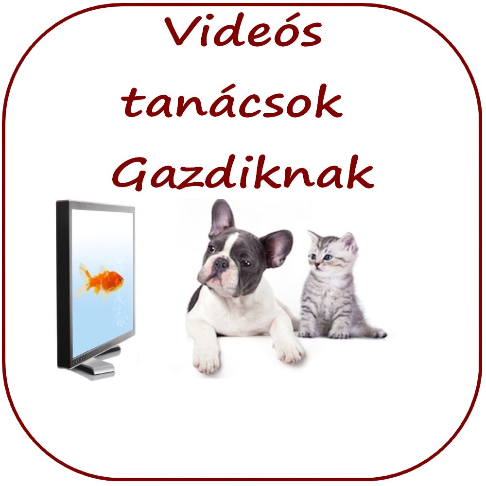 állatorvosi videók